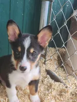 Red collar Male, a male Pembroke Welsh Corgi for sale in Martinsville, VA – Photo 6 of 8