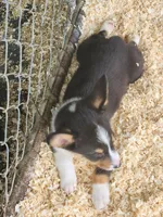 Red collar Male, a male Pembroke Welsh Corgi for sale in Martinsville, VA – Photo 7 of 8