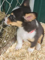 Red collar Male, a male Pembroke Welsh Corgi for sale in Martinsville, VA – Photo 5 of 8