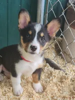 Red collar Male, a male Pembroke Welsh Corgi for sale in Martinsville, VA – Photo 1 of 8