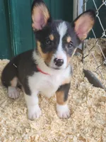 Red collar Male, a male Pembroke Welsh Corgi for sale in Martinsville, VA – Photo 3 of 8