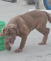 Mya, a female Dogue de Bordeaux for sale in Milwaukee, WI – Photo 1 of 7