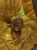 Mya, a  Dogue de Bordeaux for sale in Milwaukee, WI – Photo 2 of 4