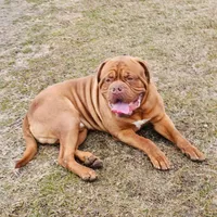 Mya, a female Dogue de Bordeaux for sale in Milwaukee, WI – Photo 6 of 7