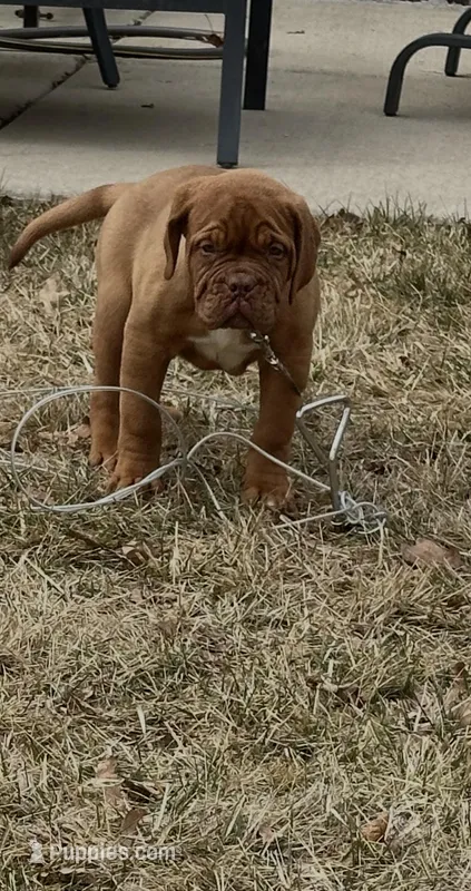 Mya – Dogue de Bordeaux puppy for sale in Milwaukee, WI
