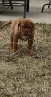 Mya, a female Dogue de Bordeaux for sale in Milwaukee, WI – Photo 3 of 7