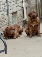 Mya, a  Dogue de Bordeaux for sale in Milwaukee, WI – Photo 4 of 4