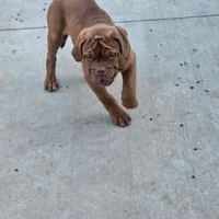 Mya, a female Dogue de Bordeaux for sale in Milwaukee, WI – Photo 2 of 7