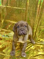 Mya, a  Dogue de Bordeaux for sale in Milwaukee, WI – Photo 1 of 4