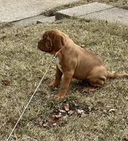 Mya, a female Dogue de Bordeaux for sale in Milwaukee, WI – Photo 4 of 7