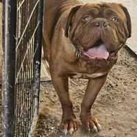 Danger, a female Dogue de Bordeaux for sale in Milwaukee, WI – Photo 4 of 4