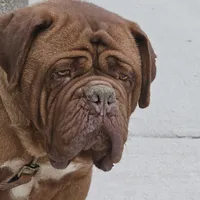 Danger, a female Dogue de Bordeaux for sale in Milwaukee, WI – Photo 3 of 4