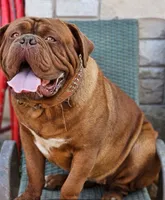 Danger, a female Dogue de Bordeaux for sale in Milwaukee, WI – Photo 1 of 4