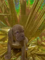 King, a  Dogue de Bordeaux for sale in Milwaukee, WI – Photo 1 of 5