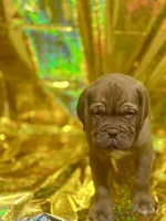King, a  Dogue de Bordeaux for sale in Milwaukee, WI – Photo 2 of 5