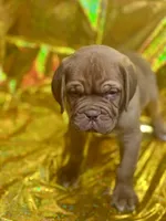 King, a  Dogue de Bordeaux for sale in Milwaukee, WI – Photo 3 of 5