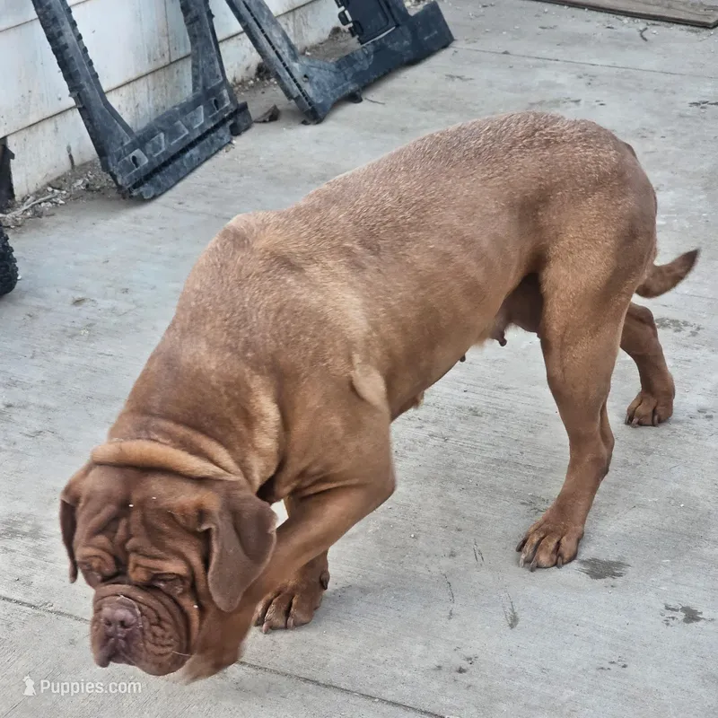 Doir – Dogue de Bordeaux puppy for sale in Milwaukee, WI
