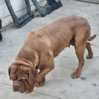 Doir, a female Dogue de Bordeaux for sale in Milwaukee, WI – Photo 1 of 3