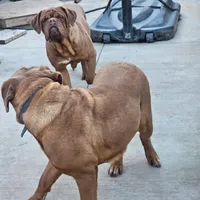 Doir, a female Dogue de Bordeaux for sale in Milwaukee, WI – Photo 3 of 3