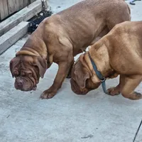 Doir, a female Dogue de Bordeaux for sale in Milwaukee, WI – Photo 2 of 3