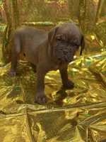 Bella, a  Dogue de Bordeaux for sale in Milwaukee, WI – Photo 1 of 5