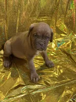 Bella, a  Dogue de Bordeaux for sale in Milwaukee, WI – Photo 3 of 5