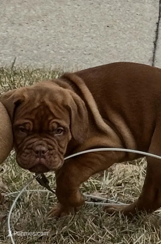 Bella – Dogue de Bordeaux puppy for sale in Milwaukee, WI