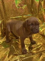 Bella, a  Dogue de Bordeaux for sale in Milwaukee, WI – Photo 4 of 5