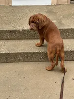Brody, a male Dogue de Bordeaux for sale in Milwaukee, WI – Photo 6 of 9
