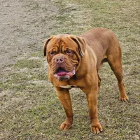 Brody, a male Dogue de Bordeaux for sale in Milwaukee, WI – Photo 9 of 9