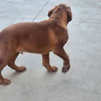 Brody, a male Dogue de Bordeaux for sale in Milwaukee, WI – Photo 4 of 9