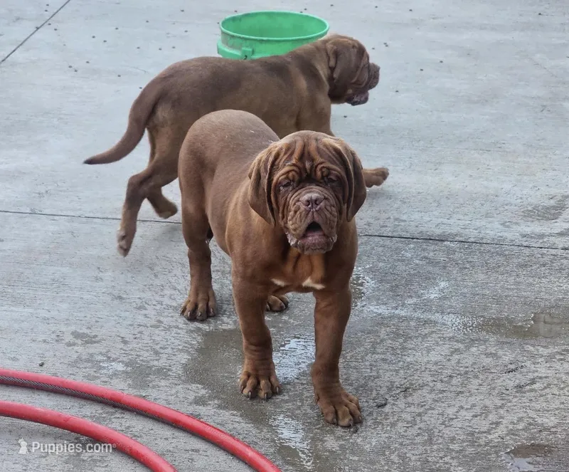 Brody – Dogue de Bordeaux puppy for sale in Milwaukee, WI