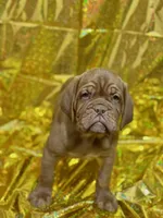 Brody, a  Dogue de Bordeaux for sale in Milwaukee, WI – Photo 2 of 4