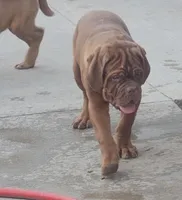 Brody, a male Dogue de Bordeaux for sale in Milwaukee, WI – Photo 2 of 9
