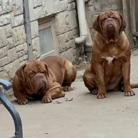 Brody, a male Dogue de Bordeaux for sale in Milwaukee, WI – Photo 7 of 9