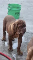 Brody, a male Dogue de Bordeaux for sale in Milwaukee, WI – Photo 3 of 9