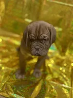 Brody, a  Dogue de Bordeaux for sale in Milwaukee, WI – Photo 3 of 4