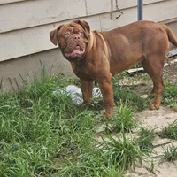 Xena, a female Dogue de Bordeaux for sale in Milwaukee, WI – Photo 3 of 3