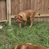 Xena, a female Dogue de Bordeaux for sale in Milwaukee, WI – Photo 1 of 3
