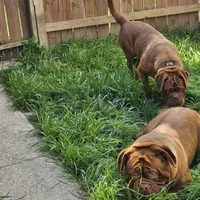 Xena, a female Dogue de Bordeaux for sale in Milwaukee, WI – Photo 2 of 3