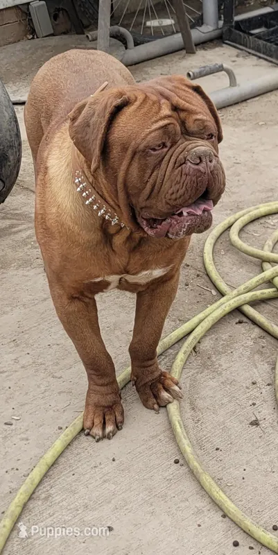 Danger – Dogue de Bordeaux puppy for sale in Milwaukee, WI