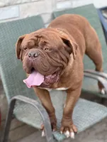 Danger, a female Dogue de Bordeaux for sale in Milwaukee, WI – Photo 2 of 2