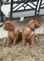 Hoss, a male Dogue de Bordeaux for sale in Milwaukee, WI – Photo 4 of 6