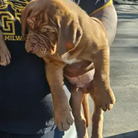Hoss, a  Dogue de Bordeaux for sale in Milwaukee, WI – Photo 1 of 6