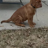 Hoss, a male Dogue de Bordeaux for sale in Milwaukee, WI – Photo 2 of 6