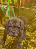 Hoss, a  Dogue de Bordeaux for sale in Milwaukee, WI – Photo 3 of 6