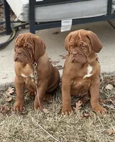 Hoss, a male Dogue de Bordeaux for sale in Milwaukee, WI – Photo 3 of 6