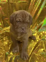 Hoss, a  Dogue de Bordeaux for sale in Milwaukee, WI – Photo 5 of 6