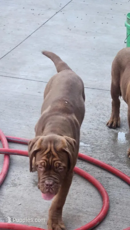 Hoss – Dogue de Bordeaux puppy for sale in Milwaukee, WI