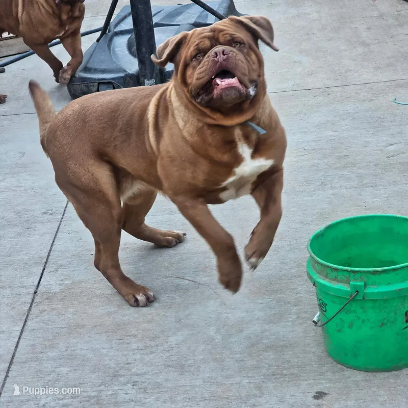 Tara, a female Dogue de Bordeaux for sale in Milwaukee, WI – Photo 1 of 4